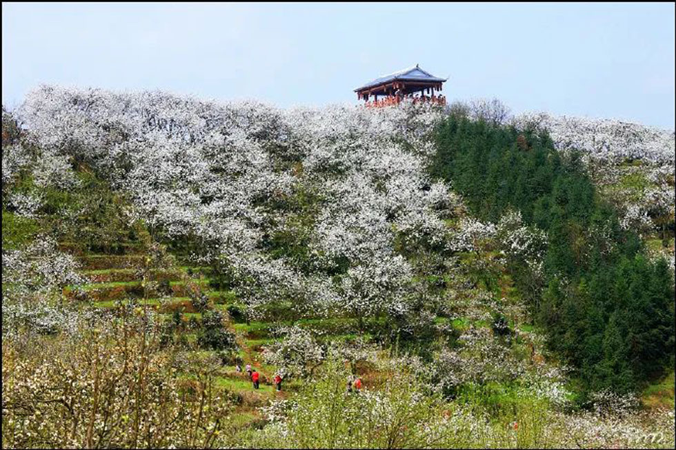 【春天,广西桂林灌阳县向您发出邀请!】我们在灌阳看梨花 - 游山玩水 - 宁德生活社区 - 宁德28生活网 nd.28life.net
