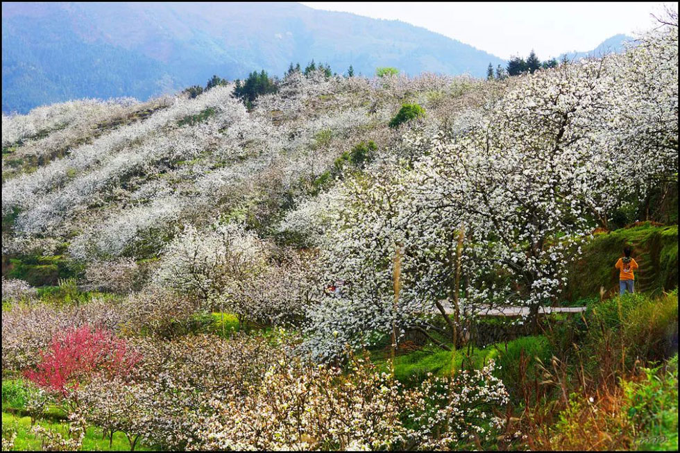 【春天,广西桂林灌阳县向您发出邀请!】我们在灌阳看梨花 - 游山玩水 - 宁德生活社区 - 宁德28生活网 nd.28life.net