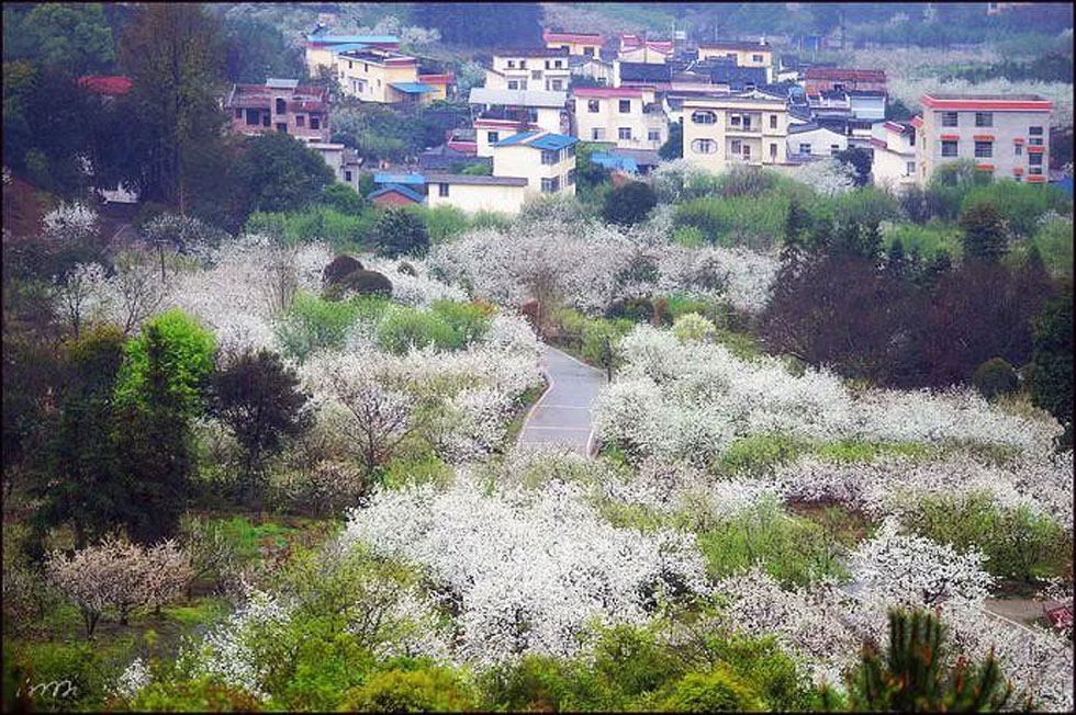 【春天,广西桂林灌阳县向您发出邀请!】我们在灌阳看梨花 - 游山玩水 - 宁德生活社区 - 宁德28生活网 nd.28life.net