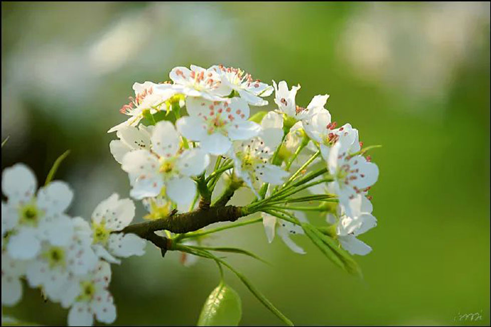 【春天,广西桂林灌阳县向您发出邀请!】我们在灌阳看梨花 - 游山玩水 - 宁德生活社区 - 宁德28生活网 nd.28life.net