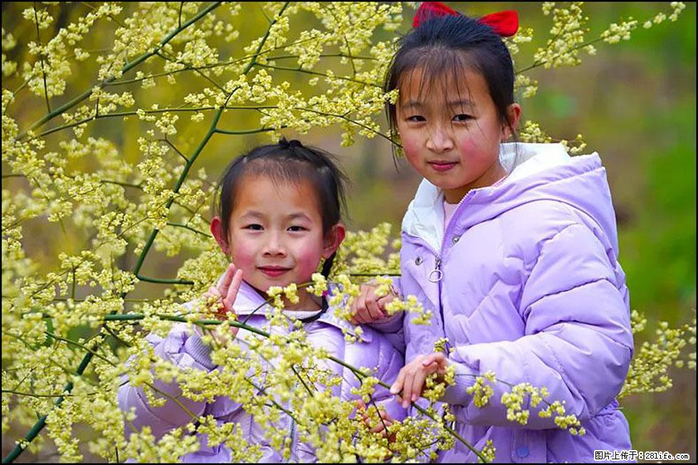 【春天，广西桂林灌阳县向您发出邀请！】米珠山前有片山苍子花在飘香 - 游山玩水 - 宁德生活社区 - 宁德28生活网 nd.28life.net