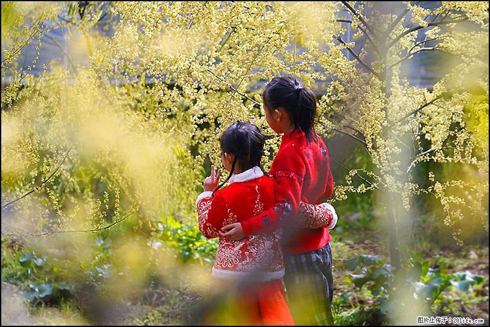 【春天，广西桂林灌阳县向您发出邀请！】米珠山前有片山苍子花在飘香 - 游山玩水 - 宁德生活社区 - 宁德28生活网 nd.28life.net