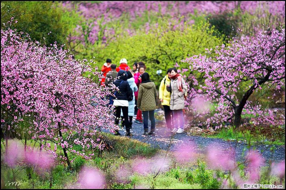 【春天,广西桂林灌阳县向您发出邀请!】官庄村有个醉美的桃花园 - 游山玩水 - 宁德生活社区 - 宁德28生活网 nd.28life.net