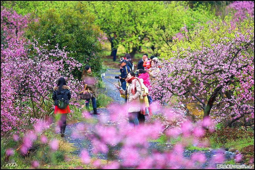 【春天,广西桂林灌阳县向您发出邀请!】官庄村有个醉美的桃花园 - 游山玩水 - 宁德生活社区 - 宁德28生活网 nd.28life.net