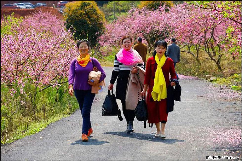 【春天,广西桂林灌阳县向您发出邀请!】官庄村有个醉美的桃花园 - 游山玩水 - 宁德生活社区 - 宁德28生活网 nd.28life.net