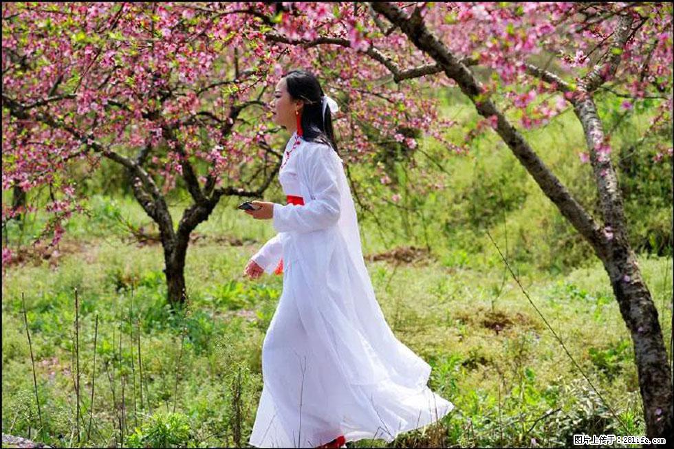 【春天,广西桂林灌阳县向您发出邀请!】官庄村有个醉美的桃花园 - 游山玩水 - 宁德生活社区 - 宁德28生活网 nd.28life.net