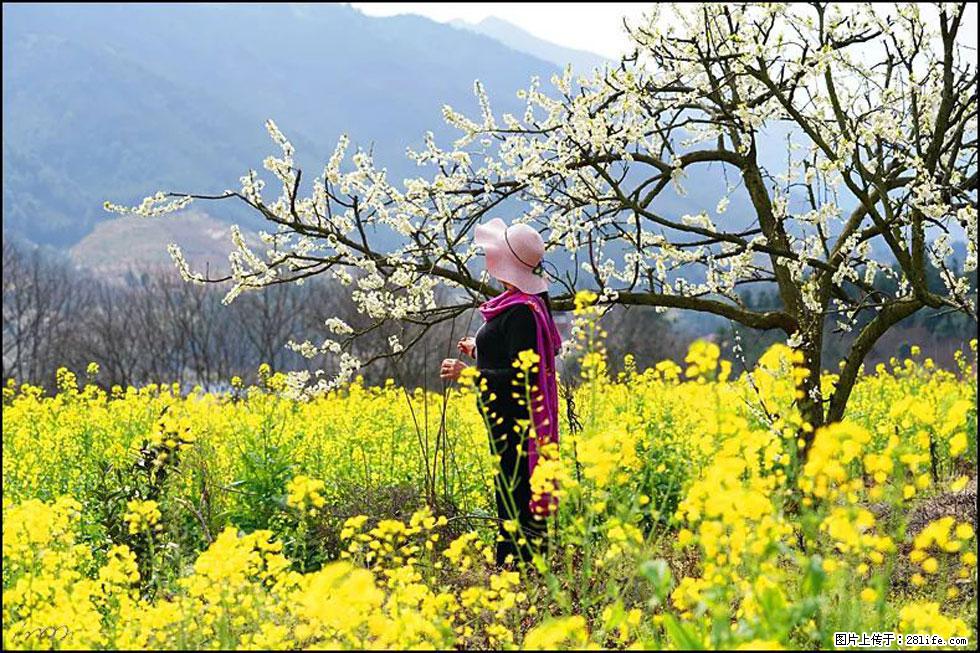 【春天，广西桂林灌阳县向您发出邀请！】长坪村油菜盛情花开 - 游山玩水 - 宁德生活社区 - 宁德28生活网 nd.28life.net