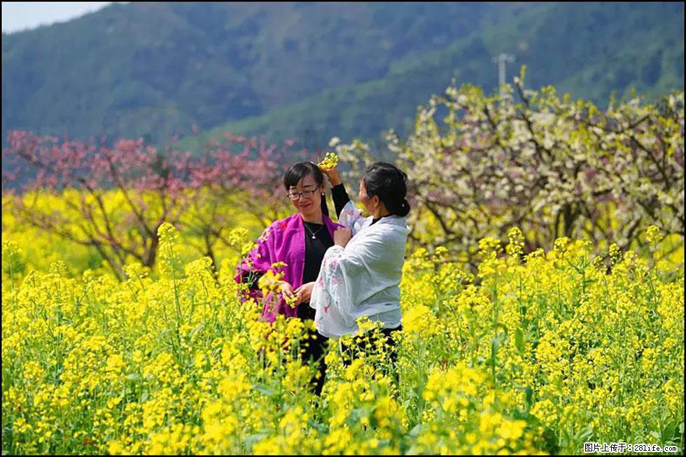 【春天，广西桂林灌阳县向您发出邀请！】长坪村油菜盛情花开 - 游山玩水 - 宁德生活社区 - 宁德28生活网 nd.28life.net