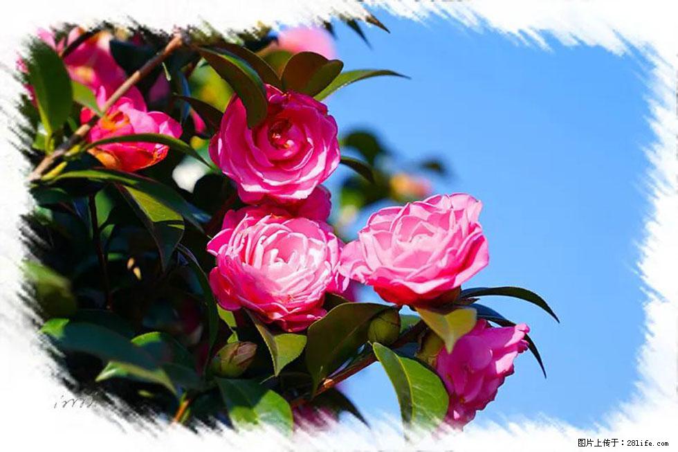 【春天，广西桂林灌阳县向您发出邀请！】杨柳井茶花惹人爱 - 游山玩水 - 宁德生活社区 - 宁德28生活网 nd.28life.net