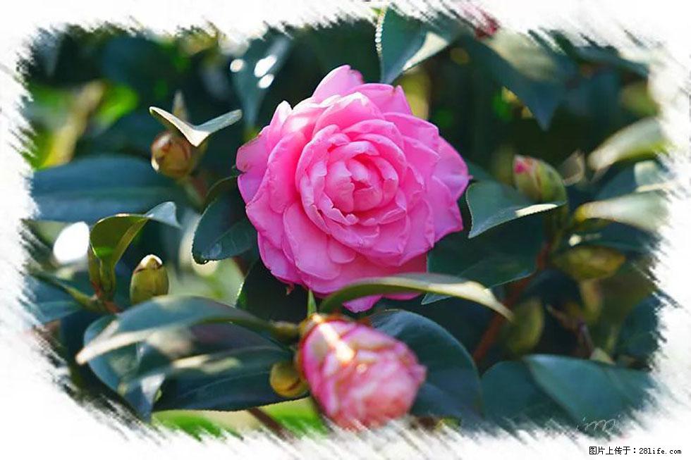 【春天，广西桂林灌阳县向您发出邀请！】杨柳井茶花惹人爱 - 游山玩水 - 宁德生活社区 - 宁德28生活网 nd.28life.net