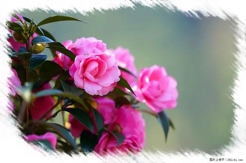 【春天，广西桂林灌阳县向您发出邀请！】杨柳井茶花惹人爱 - 游山玩水 - 宁德生活社区 - 宁德28生活网 nd.28life.net