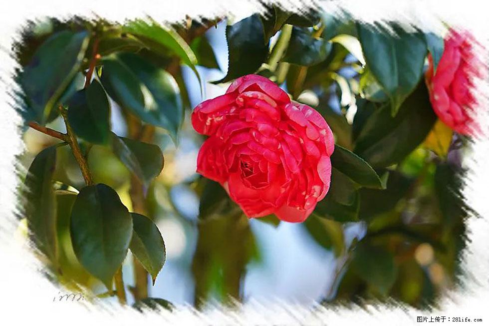 【春天，广西桂林灌阳县向您发出邀请！】杨柳井茶花惹人爱 - 游山玩水 - 宁德生活社区 - 宁德28生活网 nd.28life.net
