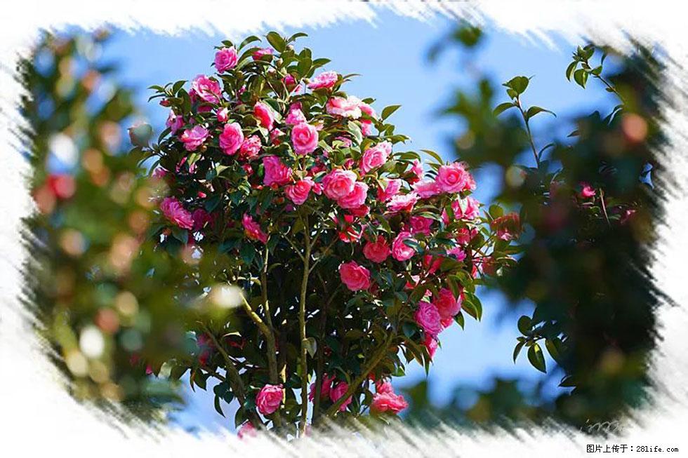 【春天，广西桂林灌阳县向您发出邀请！】杨柳井茶花惹人爱 - 游山玩水 - 宁德生活社区 - 宁德28生活网 nd.28life.net