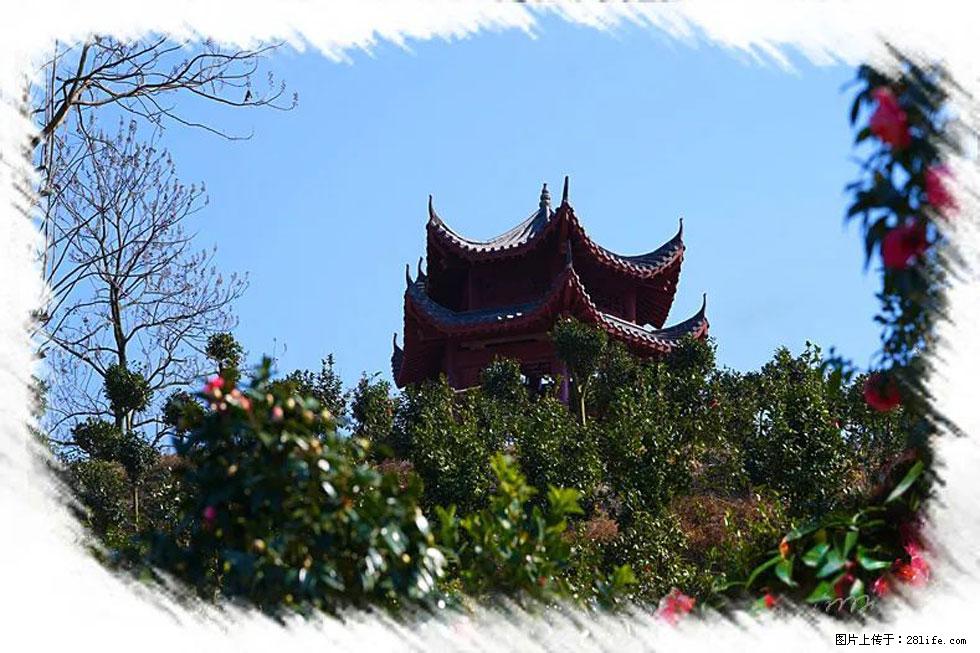 【春天，广西桂林灌阳县向您发出邀请！】杨柳井茶花惹人爱 - 游山玩水 - 宁德生活社区 - 宁德28生活网 nd.28life.net