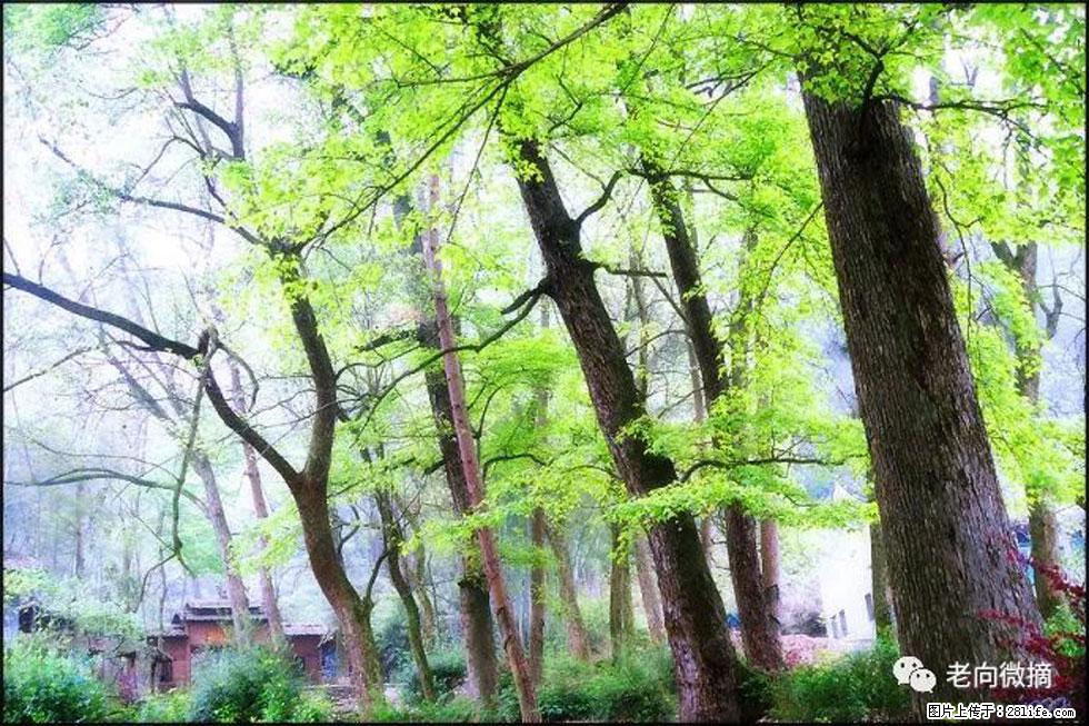 【春天，广西桂林灌阳县向您发出邀请！】在小龙村与春天约会 - 游山玩水 - 宁德生活社区 - 宁德28生活网 nd.28life.net