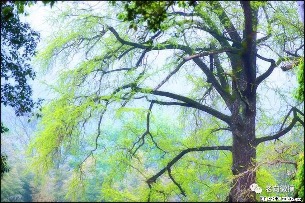 【春天，广西桂林灌阳县向您发出邀请！】在小龙村与春天约会 - 游山玩水 - 宁德生活社区 - 宁德28生活网 nd.28life.net