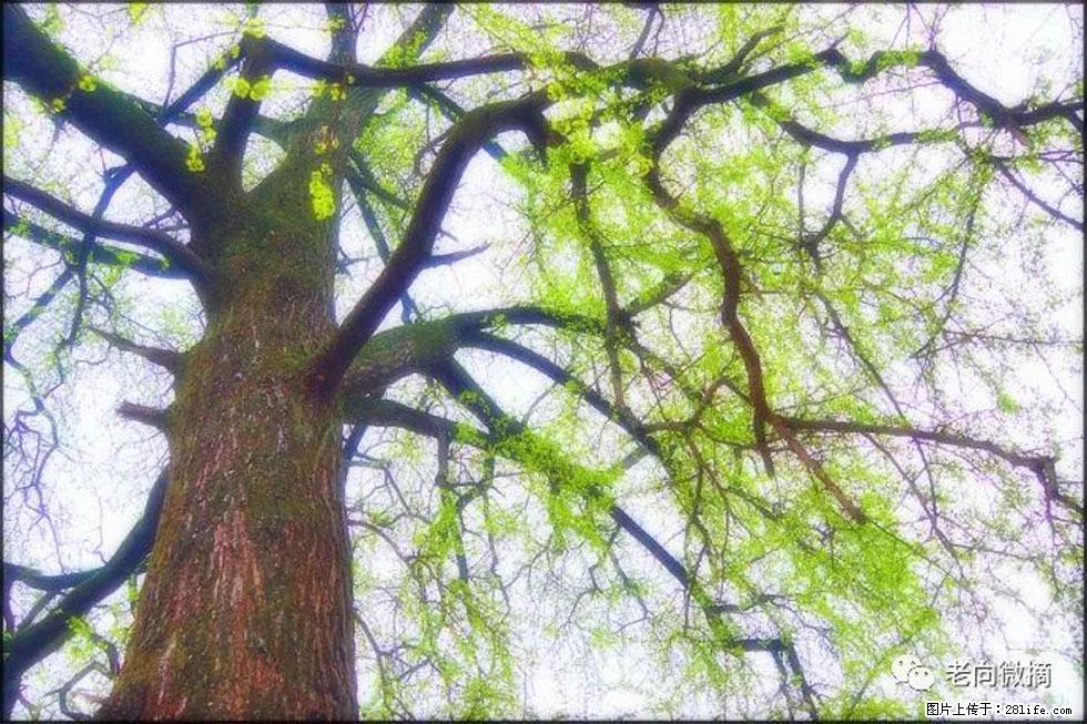 【春天，广西桂林灌阳县向您发出邀请！】在小龙村与春天约会 - 游山玩水 - 宁德生活社区 - 宁德28生活网 nd.28life.net