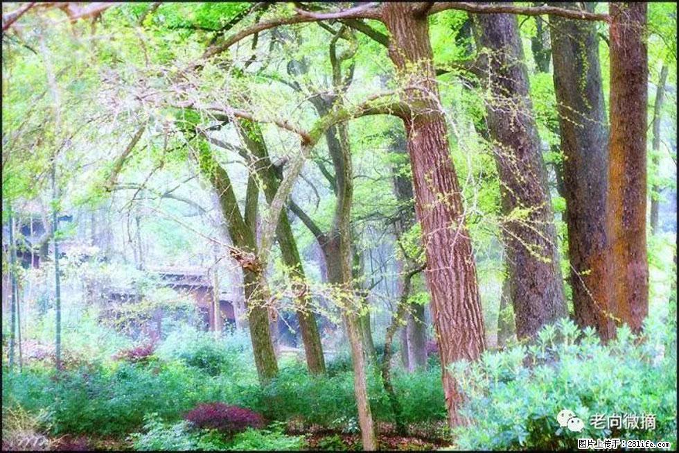 【春天，广西桂林灌阳县向您发出邀请！】在小龙村与春天约会 - 游山玩水 - 宁德生活社区 - 宁德28生活网 nd.28life.net