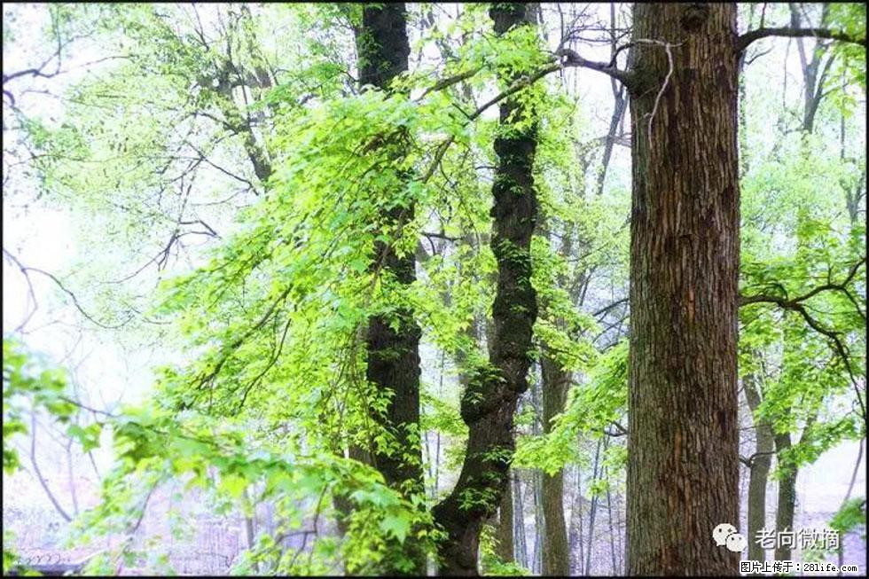 【春天，广西桂林灌阳县向您发出邀请！】在小龙村与春天约会 - 游山玩水 - 宁德生活社区 - 宁德28生活网 nd.28life.net