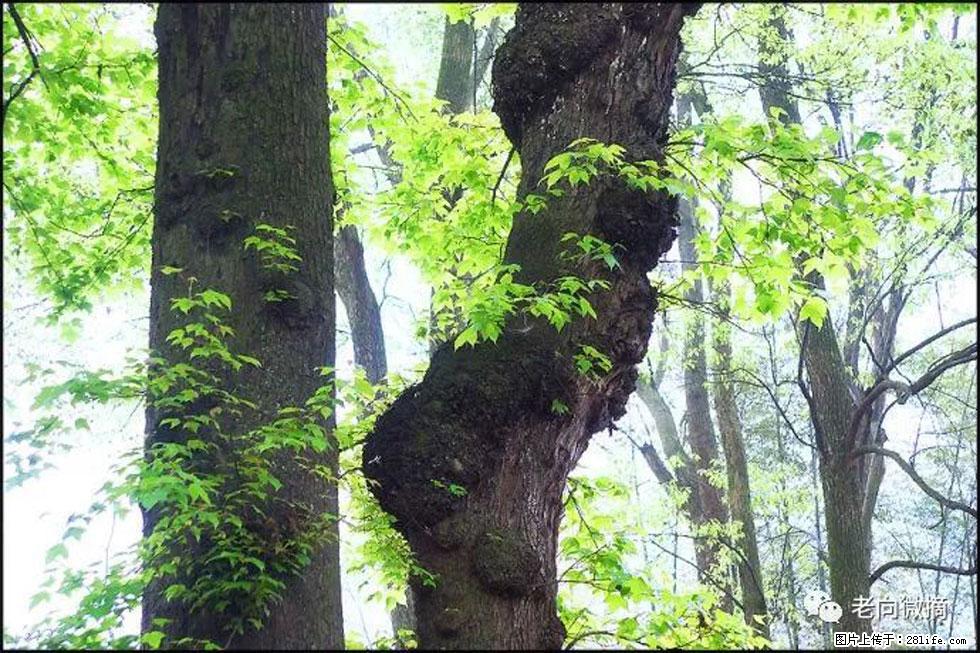 【春天，广西桂林灌阳县向您发出邀请！】在小龙村与春天约会 - 游山玩水 - 宁德生活社区 - 宁德28生活网 nd.28life.net