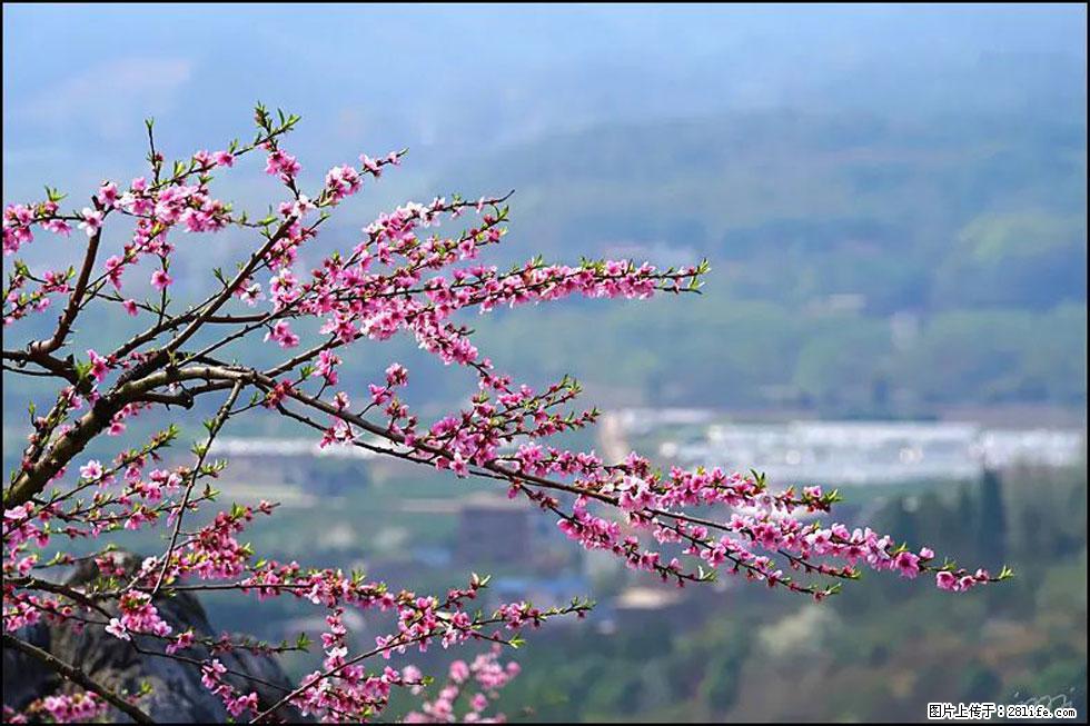 【春天，广西桂林灌阳县向您发出邀请！】望月岭上桃花开 - 游山玩水 - 宁德生活社区 - 宁德28生活网 nd.28life.net