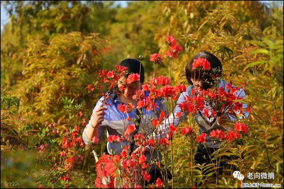 【春天，广西桂林灌阳县向您发出邀请！】登麒麟山，相约映山红 - 游山玩水 - 宁德生活社区 - 宁德28生活网 nd.28life.net