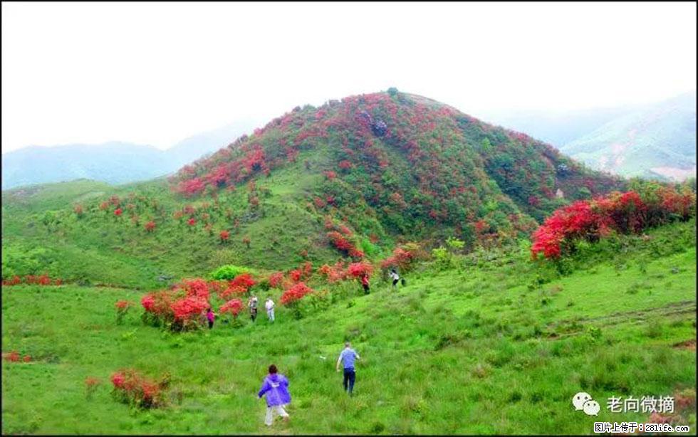 【春天，广西桂林灌阳县向您发出邀请！】宝盖山上映山红 - 游山玩水 - 宁德生活社区 - 宁德28生活网 nd.28life.net
