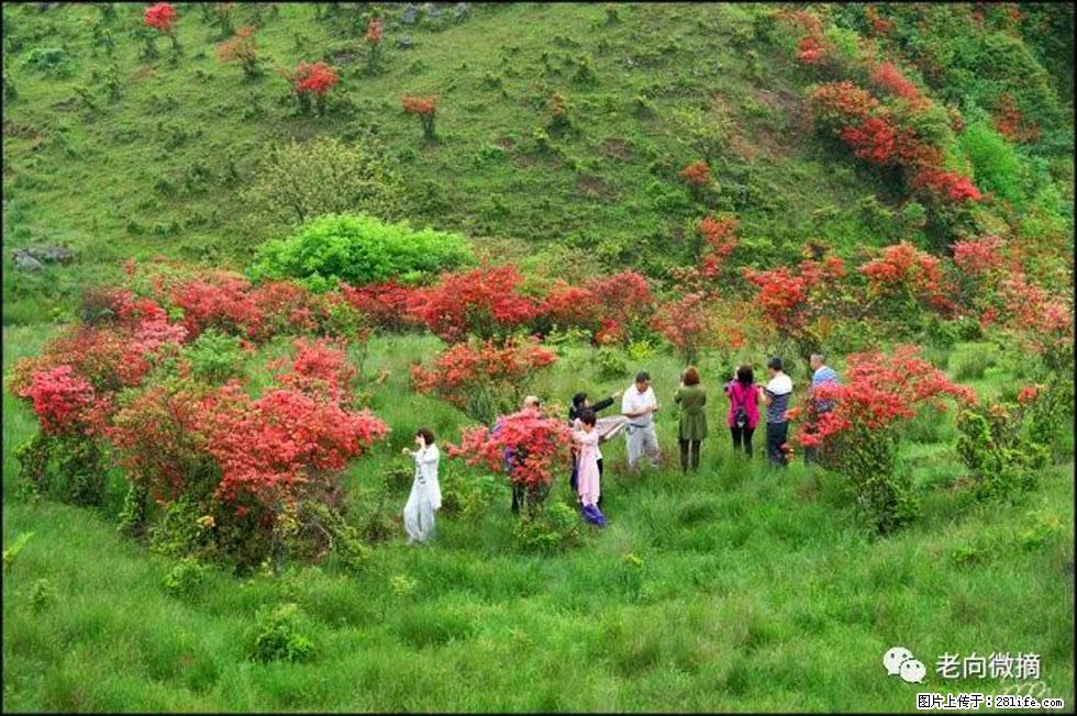 【春天，广西桂林灌阳县向您发出邀请！】宝盖山上映山红 - 游山玩水 - 宁德生活社区 - 宁德28生活网 nd.28life.net