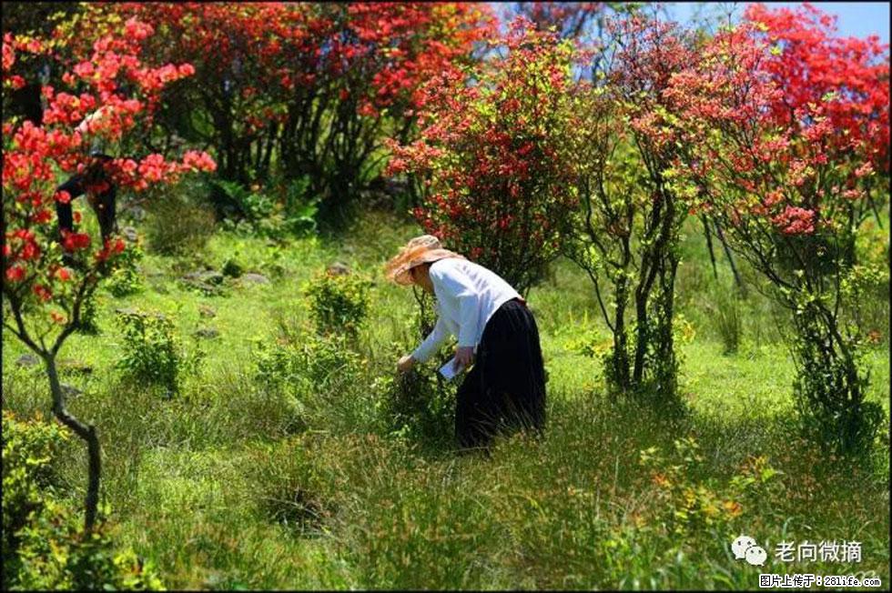 【春天，广西桂林灌阳县向您发出邀请！】宝盖山上映山红 - 游山玩水 - 宁德生活社区 - 宁德28生活网 nd.28life.net