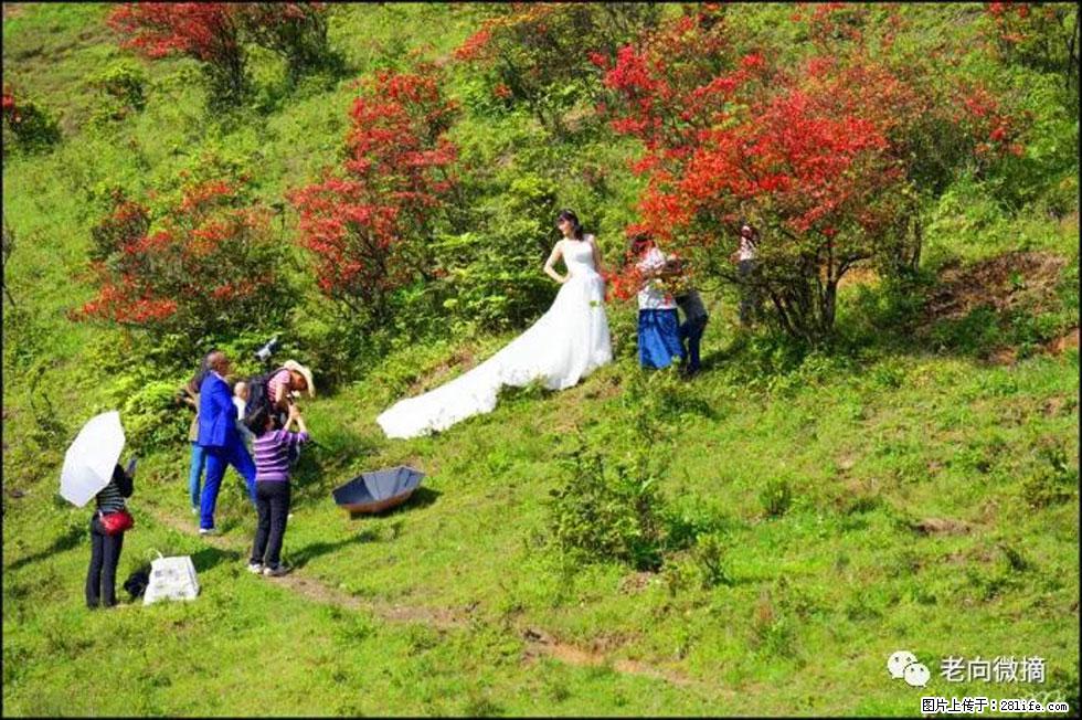 【春天，广西桂林灌阳县向您发出邀请！】宝盖山上映山红 - 游山玩水 - 宁德生活社区 - 宁德28生活网 nd.28life.net