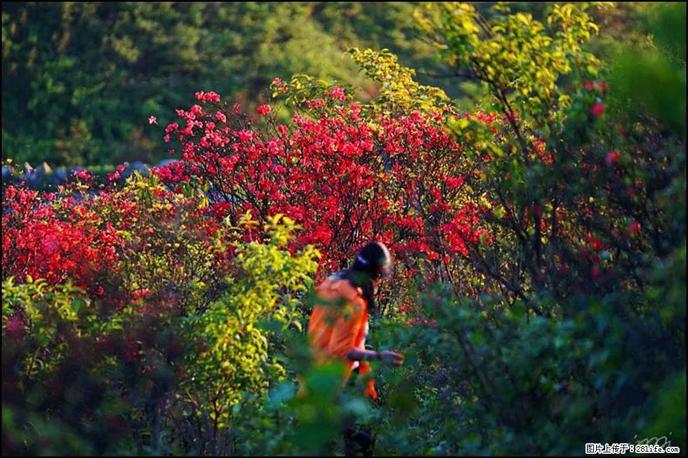 【春天，广西桂林灌阳县向您发出邀请！】春木界上映山红 - 游山玩水 - 宁德生活社区 - 宁德28生活网 nd.28life.net