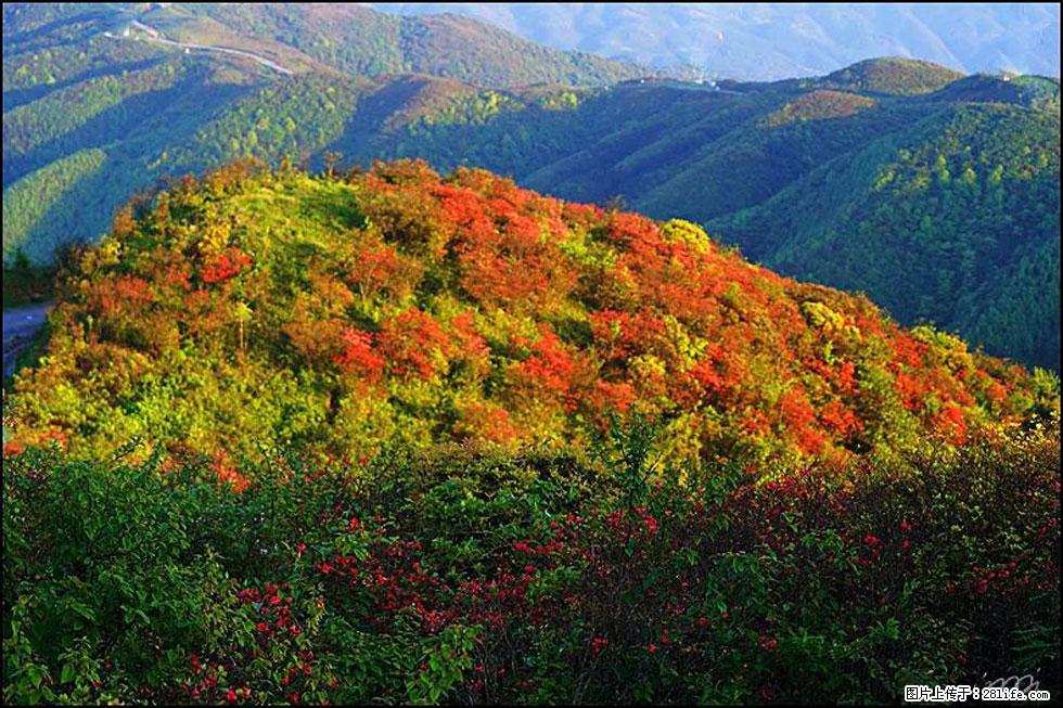 【春天，广西桂林灌阳县向您发出邀请！】春木界上映山红 - 游山玩水 - 宁德生活社区 - 宁德28生活网 nd.28life.net
