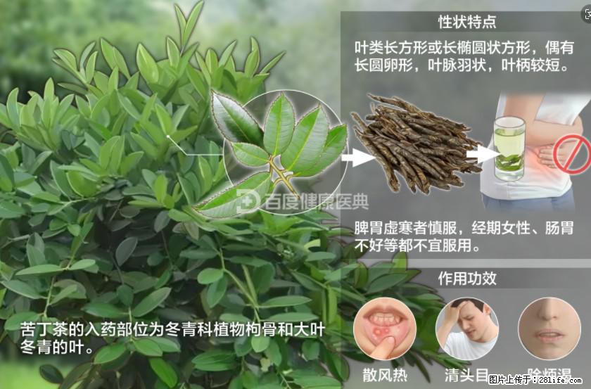苦丁茶有哪些功效和作用 - 生活百科 - 宁德生活社区 - 宁德28生活网 nd.28life.net