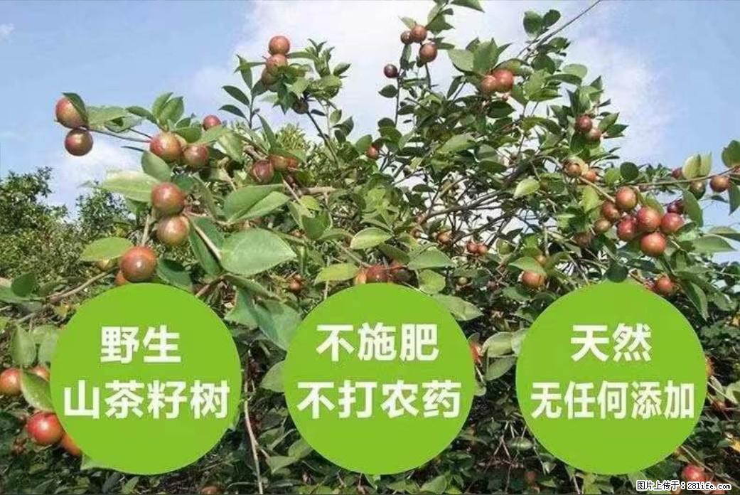 【灌阳县油茶产业示范区】一个有着充实的精神生活的人,对待身外之物自会有一种淡泊的态度 - 美食天地 - 宁德生活社区 - 宁德28生活网 nd.28life.net