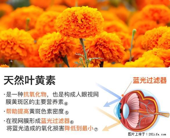 叶黄素有什么功效和作用 - 生活百科 - 宁德生活社区 - 宁德28生活网 nd.28life.net