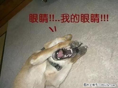 笑癫了！一女的怀孕三年未生，他终于忍不住了... - 娱乐八卦 - 宁德生活社区 - 宁德28生活网 nd.28life.net