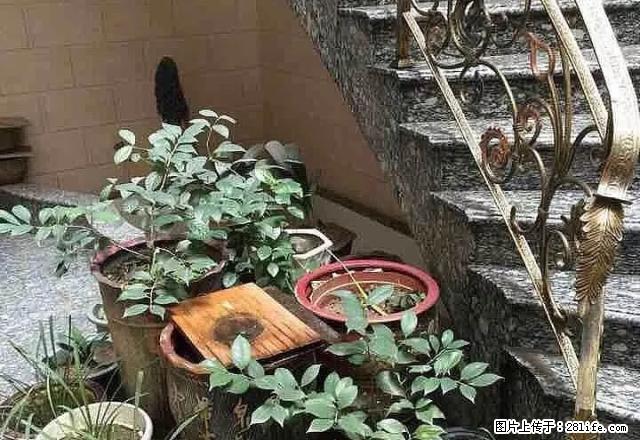 后岗 整栋民房 5层 9房5卫400平 可居家办公 6000 - 房屋出租 - 房屋租售 - 宁德分类信息 - 宁德28生活网 nd.28life.net