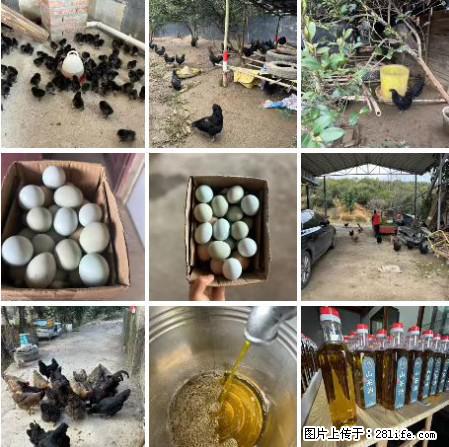 油茶园从小鸡仔开始养起的纯土鸡、土鸡蛋可以预定啦！还有前几天刚榨的纯山茶油哦 - 土特产 - 饮食特产 - 宁德分类信息 - 宁德28生活网 nd.28life.net