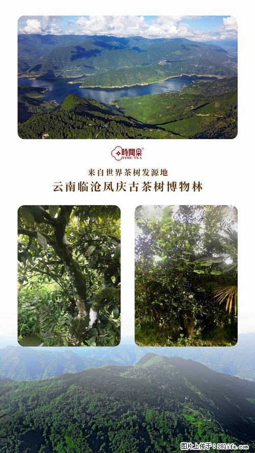时间果百年古树2025年春红茶 - 购物交流 - 宁德生活社区 - 宁德28生活网 nd.28life.net
