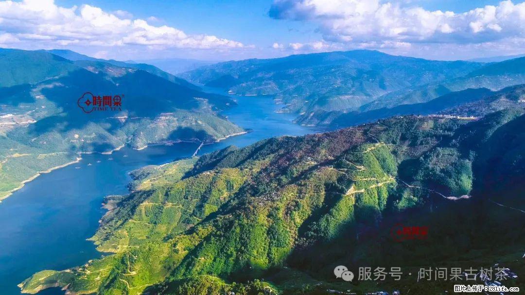 时间果百年古树龙珠普洱生茶 - 购物交流 - 宁德生活社区 - 宁德28生活网 nd.28life.net