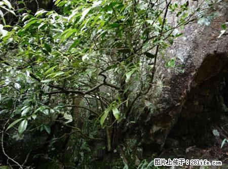 平乐石崖茶，珍贵仅次于金花茶 - 宁德生活资讯 - 宁德28生活网 nd.28life.net