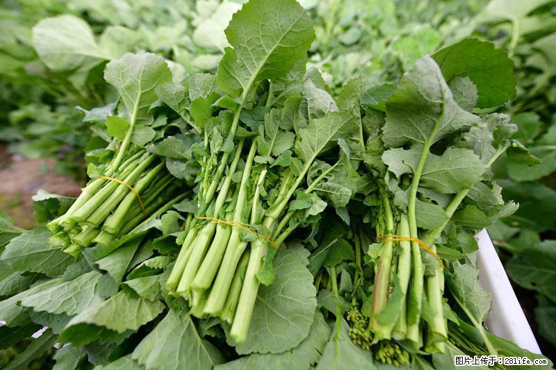 这些蔬菜是“天然钙片”，这6种被医生重点推荐 - 宁德生活资讯 - 宁德28生活网 nd.28life.net